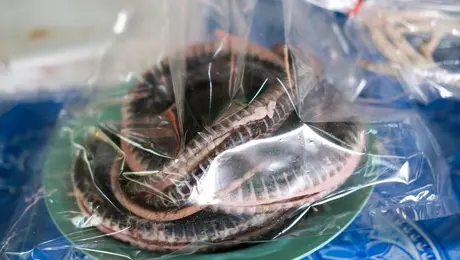 Φίδι σε πλαστική σακούλα