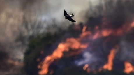 Πτηνό πετάει στη φωτιά στην Εύβοια