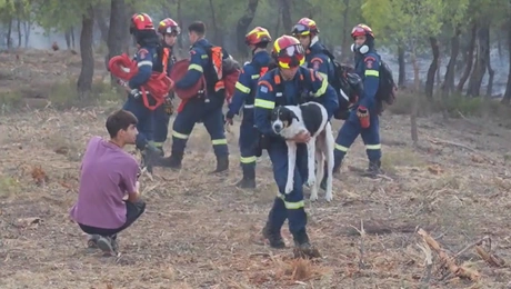 Πυροσβέστης σώζει σκύλο από φωτιά