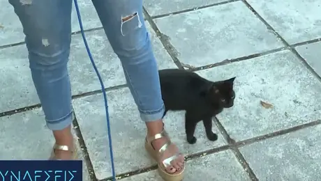 Γάτα γυροφέρνει δημοσιογράφο της ΕΡΤ