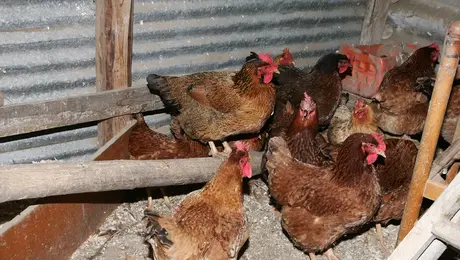 γριπη των πτηνων ΕΟΔΥ