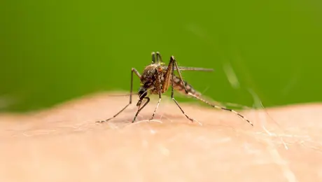 κουνουπι πυρετος oropouche