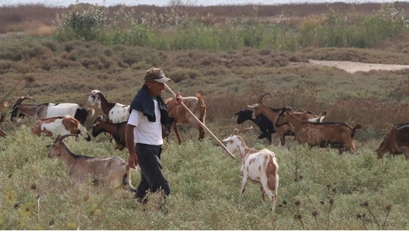 πανωλη θεσσαλια αιγοπροβατα