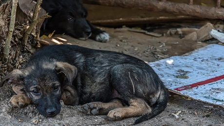 Κακοποίηση σκύλου