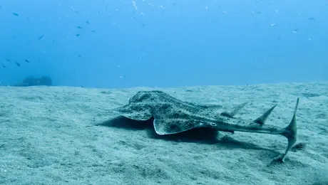 angelshark