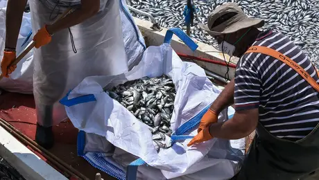 ψαρια βολοσ