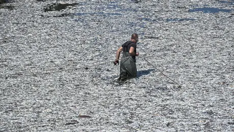 Σε έκτακτη ανάγκη ο Βόλος για τα ψάρια
