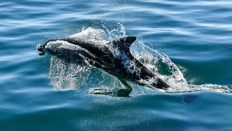 Δελφίνι στα νερά