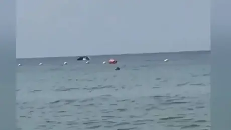 Δελφίνια Θεσσαλονίκη