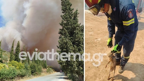 Φωτιά στην Εύβοια