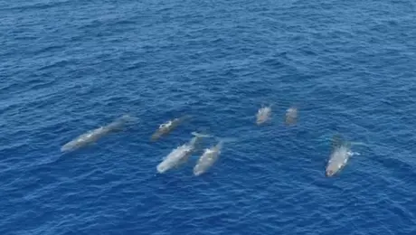 φαλαινες ιονιο