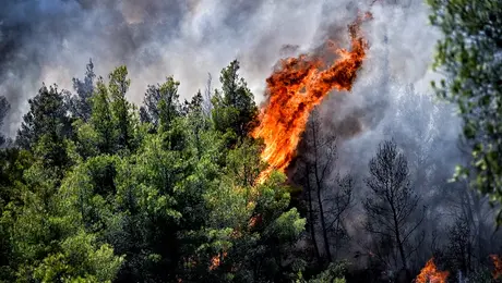 Φωτιά τώρα στη Βοιωτία