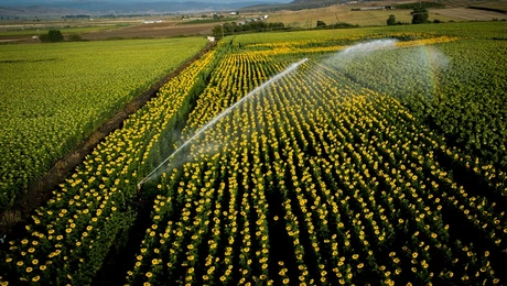 Χωράφι στη Χαλκιδική