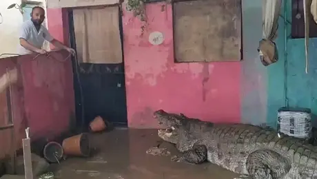 Κροκόδειλος στην Ινδία