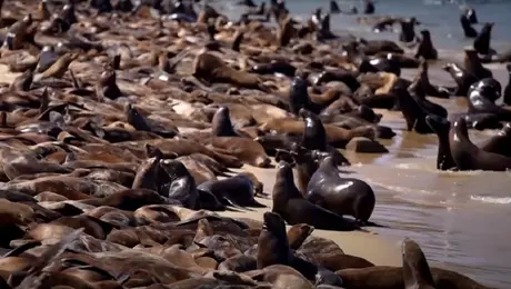 θαλασσιοι λεοντεσ