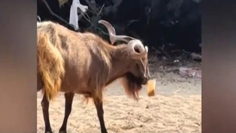 tragos-frento-espresso-syvota