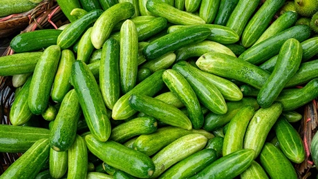 Αγγούρια στην Ισλανδία