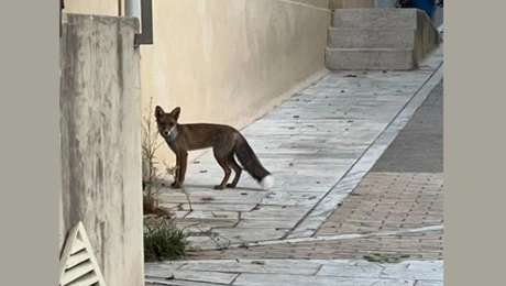 Μια αλεπού στο Παγκράτι