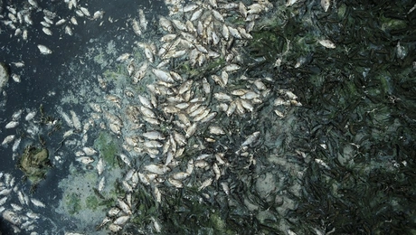 Ο Βόλος γνώρισε οικολογικη καταστροφή