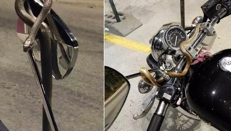 Φίδι σε μηχανή στην Ηγουμενίτσα