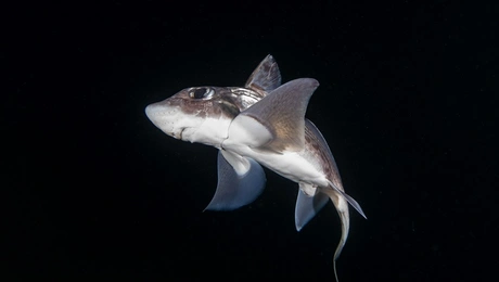 Καρχαρίας φάντασμα