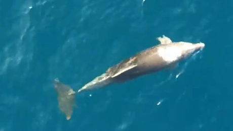 Δελφίνι στη Λάρισα