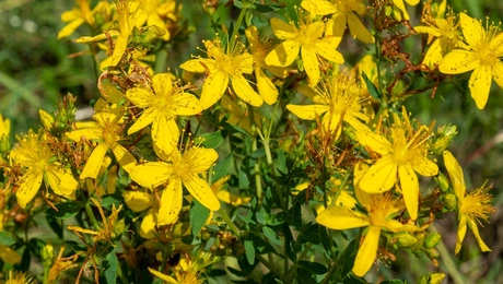 αρωματικά φυτά