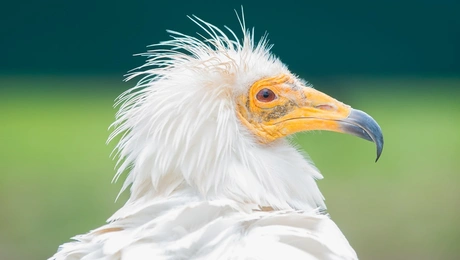 Ο ασπροπάρης