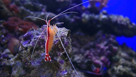 Γαρίδα ατλαντικού