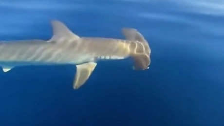 Σφυροκέφαλος καρχαρίας στον Σαρωνικό