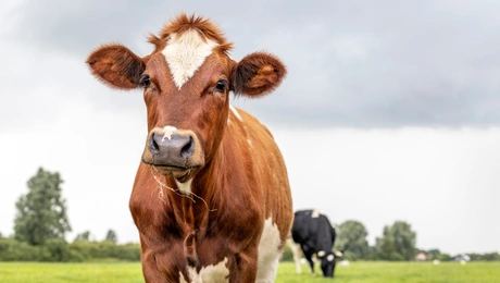 καφε αγελαδα