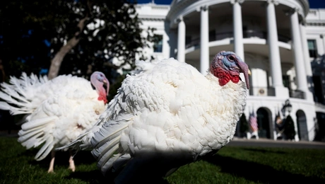 γαλοπουλες