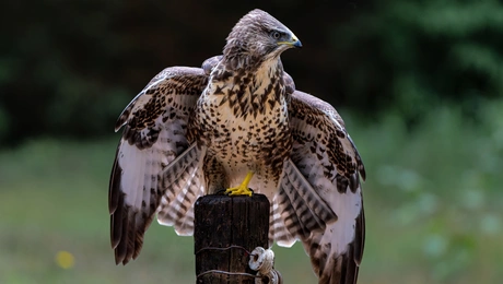 Γεράκι Buteo Buteo