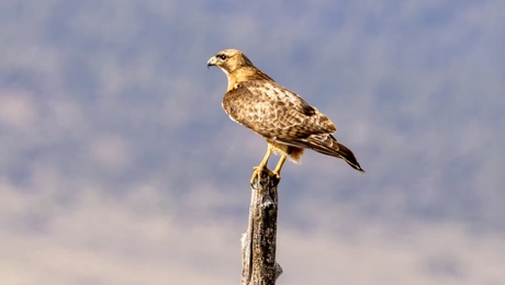 Γεράκι στην Ελλάδα