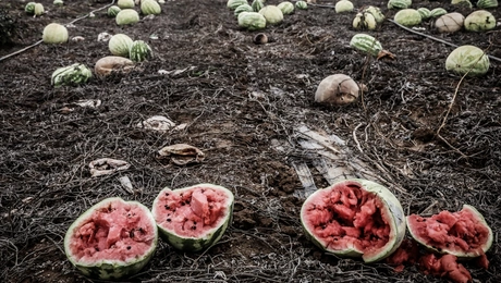 Χωράφι με καρπούζια