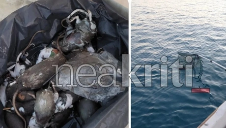 Νεκρά ποντίκια στο λιμάνι του Ηρακλείου