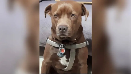 Σκύλος στην Κρήτη