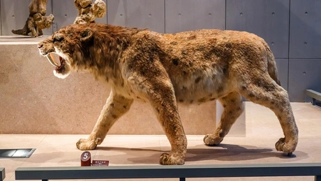 σπαθόδοντας