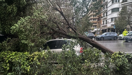 δέντρα Θεσσαλονίκη