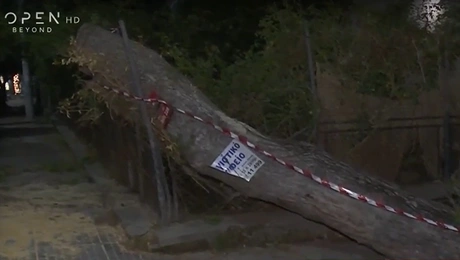 Δέντρο στη Νέα Σμύρνη