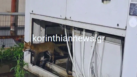 Αλεπού στην Κόρινθο