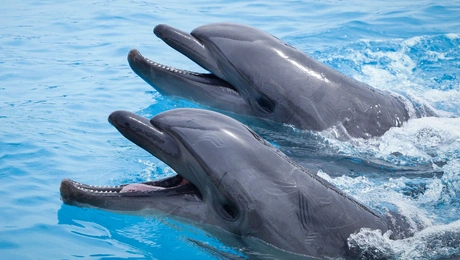 Δελφίνια στο Αττικό Ζωολογικό Πάρκο