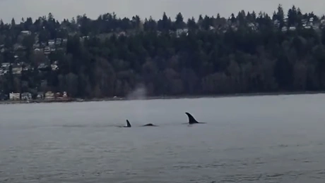 Φάλαινα όρκα