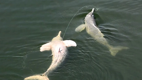 Δελφίνια στον Αμαζόνιο