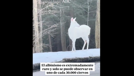 Αλμπίνο ελάφι στις ΗΠΑ