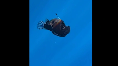 Ψάρι στην Ισπανία