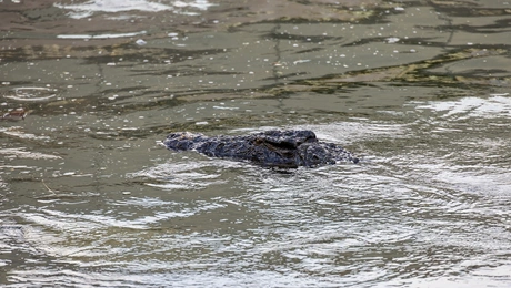 κροκοδειλοσ