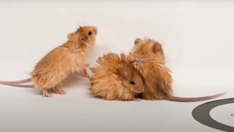 ποντικια μαμουθ