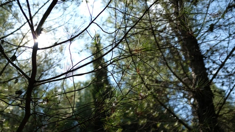 Υμηττός δέντρα