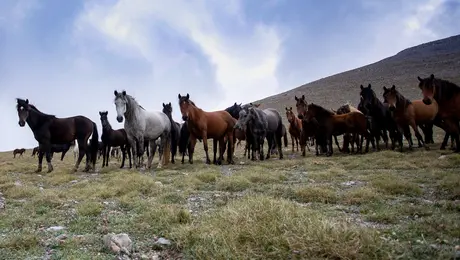 Άλογα σε βουνό